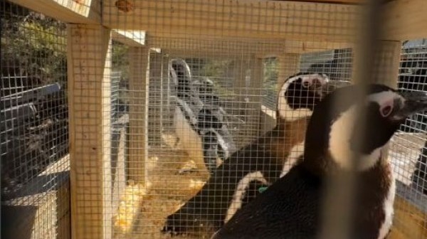 40 pingüinos de Magallanes llegaron a Río Negro tras el cierre del Aquarium de Mar del Plata